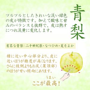 予約 梨王国鳥取 訳あり 二十世紀梨 5kg ...の詳細画像4