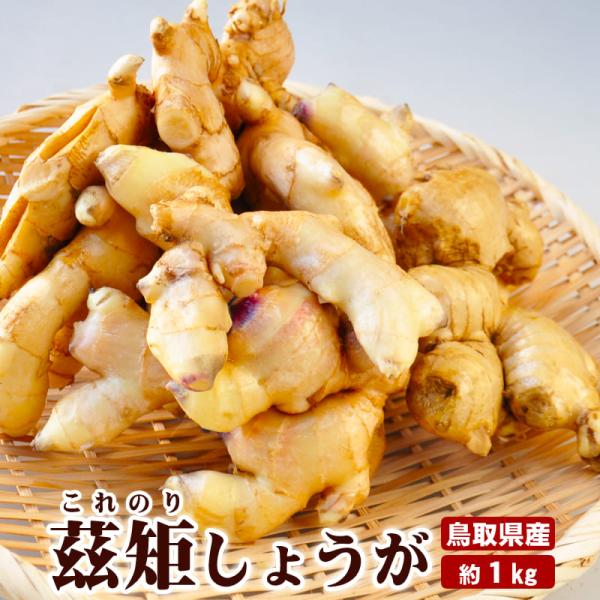 予約 3月発送＼熟成の辛味 茲矩生姜／国産しょうが生ショウガ 鳥取特産 1kg 茲矩(これのり)生姜...