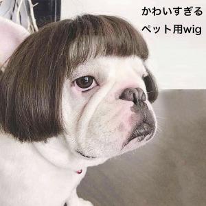 犬 かつらの商品一覧 通販 Yahoo ショッピング