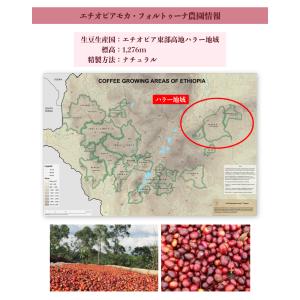 [500gお得袋]エチオピア モカ・フォルトゥ...の詳細画像3