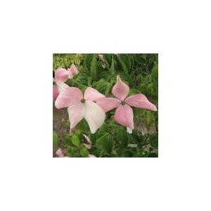 ヤマボウシ 源平の商品一覧 通販 Yahoo ショッピング