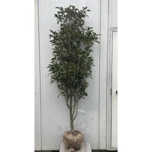 キンモクセイ 約1.5m 大株植木苗木大苗 金木犀 規格販売 お買い得な