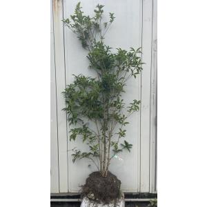シマトネリコ 5本株立ち 約1.8m 現品発送 美樹形株 特大株 植木苗木