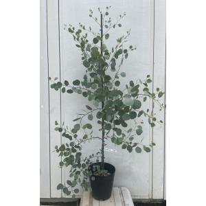 ユーカリの木 銀世界 1.5m特大苗 : 苗木部 花ひろばオンライン - 通販