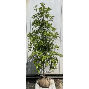 日光 売約済 : 創業昭和二年さつき盆栽光華園 - 通販 - Yahoo!ショッピング