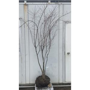 ヤマコウバシ 6本株立ち 約2.2m 現品発送 美樹形株 山香ばし : 大福