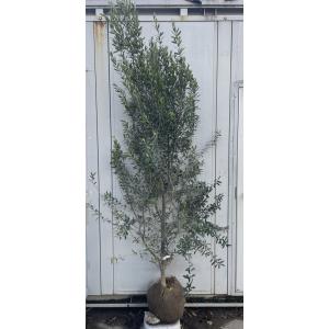 鉢植えオリーブの木 シプレッシーノ 約1.8m 現品発送 特大植木苗木