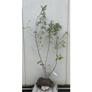 現品発送・送料無料》ドウダンツツジ 樹高1.6m（根鉢含まず）117 