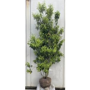 フェイジョア 約2.4m 現品発送 超特大株 株立ち風 植木苗木 常緑樹