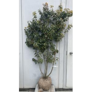 希少庭木・植木：ナツハゼ（なつはぜ）夏櫨* 当店おまかせ 樹高：約