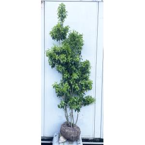 庭木：ソヨゴ そよご（株立ち）（雌株）* 樹高：約150cm 全高：約