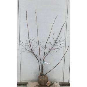 ジューンベリー 株立ち 樹高1.8〜2.0m前後(根鉢含まず) 単品 : 相馬