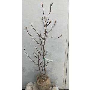 白モクレン スノーホワイト 約1.9m 現品発送 特大植木苗木 白木蓮