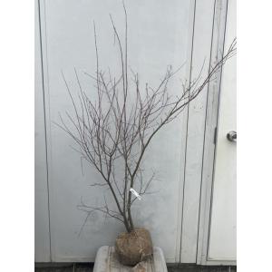 イロハモミジ 株立ち 樹高1.5〜1.8m前後(根鉢含まず) 単品 : 相馬