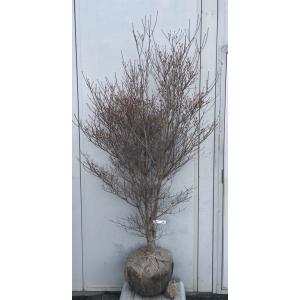 現品》山法師(ヤマボウシ) 株立ち 樹高1.6m（根鉢含まず）17