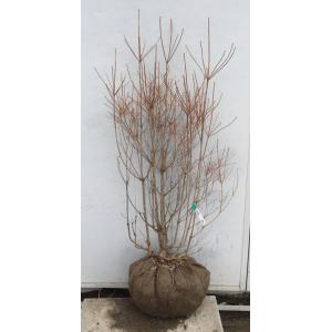 ドウダンツツジ/大株【現品発送】管理70757 ドウダンツツジ/大株【現品発送】管理60787 【公式通販】