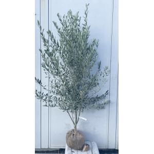 イチゴの木（カッチョイイサイズ）大 めったに入荷しない一級品です