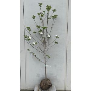 フラワー/ガーデン 《現品》オリーブの木 ミッション 樹高2.2m（根鉢 