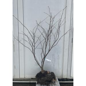 マルバノキ 恵那錦(エナニシキ)株立 樹高80cm前後(根鉢含まず