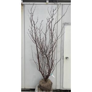 マルバノキ 7本株立ち 2.1m 現品発送 マルバの木 特大株 植木 苗木