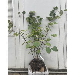 マルバノキ 株立ち 約1.7m 特大株 規格販売 植木苗木 マルバの