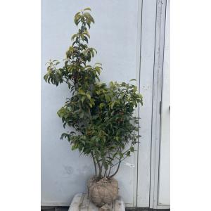 ソヨゴ メス株 株立ち 樹高1.5m前後(根鉢含まず) シンボルツリー 庭木