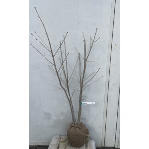 カツラ 株立ち 樹高2.5m前後(根鉢含まず) 単品［トラック配達商品