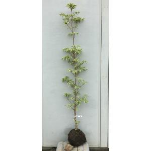 現品発送・送料無料》青枝垂れ紅葉（アオシダレモミジ）樹高1.4