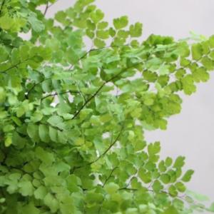 石化トキワシノブ 猫の手 9cmポット 綴化 子猫 古典植物 シダ植物 山