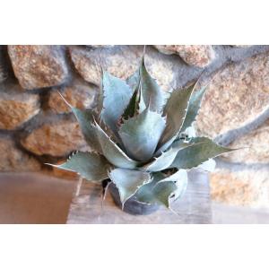 アガベ ハバーディアナ 5号ポット苗 多肉植物...の詳細画像2