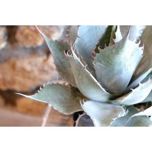 アガベ ハバーディアナ 5号ポット苗 多肉植物...の詳細画像3