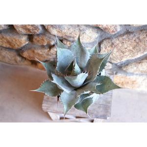 アガベ ハバーディアナ 5号ポット苗 多肉植物...の詳細画像4