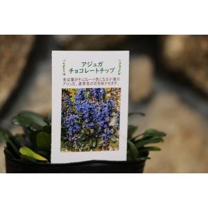 アジュガ チョコレートチップ 3.5号ポット苗...の詳細画像3