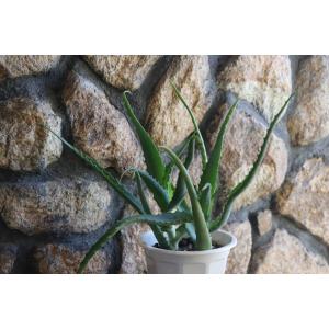 医者いらず 植物の商品一覧 通販 Yahoo ショッピング