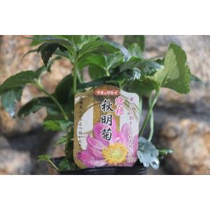 秋明菊 品種の商品一覧 通販 Yahoo ショッピング