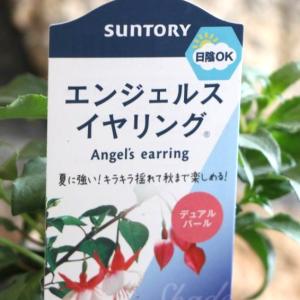 ビオラ 神戸べっぴんさん ブルージャスミン アソート 3.5号ポット苗