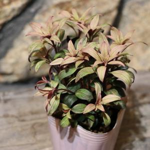 丸葉 シロタエギク もふもふ しろうさぎ 3〜3.5号ポット苗 白妙菊 白