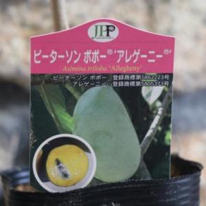 ピーターソンポポーの商品一覧 通販 Yahoo ショッピング
