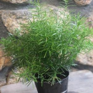 ペペロミア 美依子 3号ポット苗 観葉植物 鉢植え お洒落 おしゃれ