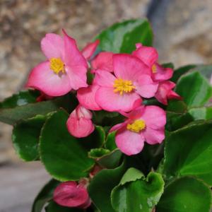 ベゴニア センパフローレンス ピンク 3号ポット苗 寄せ植え 花壇｜gp-yamacho