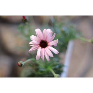 世界初ハイブリッド新種 ビジューマム カーネリ...の詳細画像1