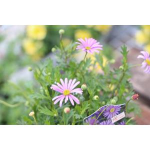 ゲブラナガトヨ ビオラ アマゾネス 2色MIX植え アソート 3.5号ポット苗