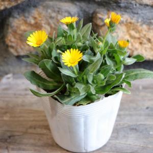 キンセンカ の 苗 花 ガーデニング の商品一覧 通販 Yahoo ショッピング