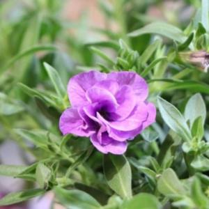 八重咲き カリブラコア ネオダブル ライトブルー 3.5号ポット苗 寄せ植え 花壇｜gp-yamacho
