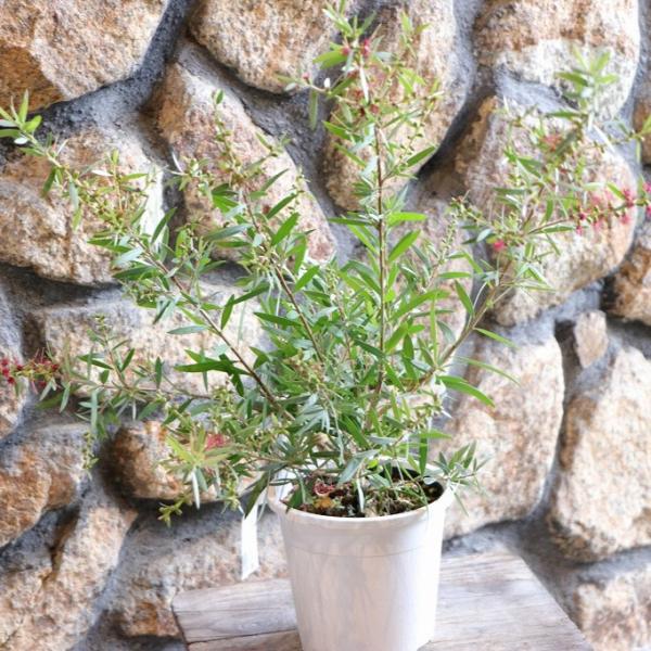 カリステモン 金宝樹 ブラシノキ レッド 4.5〜5号鉢 寄せ植え 鉢植え 花壇 地植え 植木 苗木...
