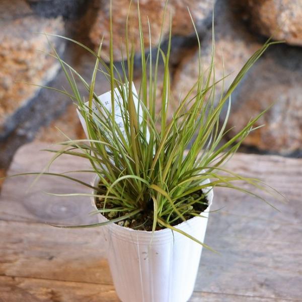 カレックス フェニックスグリーン 2.5〜3号ポット苗 寄せ植え 花壇 鉢植え お洒落 おしゃれ 可...