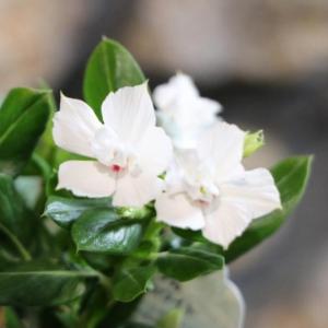 極小輪 ペチュニア テヌート 3〜3.5号ポット苗 寄せ植え 鉢植え 花壇