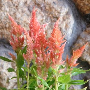 羽毛ケイトウ きものシリーズ オレンジ 3〜3.5号ポット苗 ケイトウ きものケイトウ 寄せ植え 鉢植え 花壇 お洒落 可愛い 春の花 夏の花 秋の花 花 苗 初心者