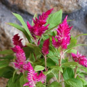 羽毛ケイトウ きものシリーズ ローズ 3〜3.5号ポット苗 ケイトウ きものケイトウ 寄せ植え 鉢植え 花壇 お洒落 可愛い 春の花 夏の花 秋の花 花 苗 初心者