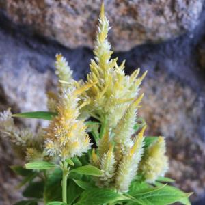 羽毛ケイトウ きものシリーズ イエロー 3〜3.5号ポット苗 ケイトウ きものケイトウ 寄せ植え 鉢植え 花壇 お洒落 可愛い 春の花 夏の花 秋の花 花 苗 初心者